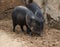 Collared peccary