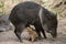 Collared Peccary also javelina or skunk pig or pecari tajacu is a medium-sized pig-like hoofed mammal of the family Tayassuidae