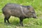 Collared Peccary on grass