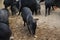 Collared peccary group eating