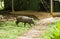 Collared peccary or javelina , Pecari tajacu, Costa Rica