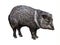 The collared peccary Pecari tajacu