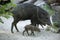 Collared peccary (Pecari tajacu).