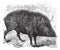 Collared peccary or Pecari tajacu vintage engraving