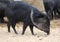 Collared peccary potrait