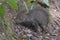 Collared Peccary in the Rain Forest