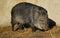 Collared Peccary (Tayassu tajacu)