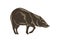 Collared peccary vector. Wild boar hand drawn illustration. Isolated on wighte background.