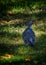 Collared pigeon or wild pigeon looking for food in the grass