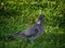 Collared pigeon or wild pigeon looking for food in the grass