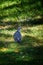 Collared pigeon or wild pigeon looking for food in the green grass