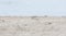 Collared Plover Charadrius collaris Stands in the Sand on a Beach in Jalisco, Mexico