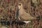 Collared Pratincole