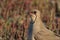 Collared pratincole