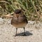 Collared Pratincole in Evros Delta, Greece