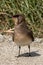 Collared Pratincole in Evros Delta, Greece