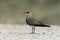 Collared pratincole, Glareola pratincola