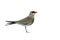 Collared pratincole, Glareola pratincola