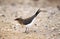 Collared Pratincole, glareola pratincola, Adult, Kenya