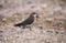 Collared Pratincole, glareola pratincola, Adult, Kenya