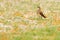 Collared pratincole, Glareola pratincola, in the nature habitat, Okavango. Botswana in Africa.Bird sitting in the sand with grass