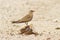 Collared Pratincole On The Turd