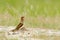 Collared red-winged pratincole, Glareola pratincola, bird sitting in the sand grass, Moremi, Okavango delta, Botswana. Wildlife sc