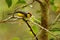 Collared Redstart Whitestart - Myioborus torquatus also known as the collared redstart, is a tropical New World warbler endemic to