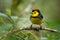 Collared Redstart Whitestart - Myioborus torquatus also known as the collared redstart, is a tropical New World warbler endemic to