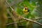 Collared Redstart Whitestart - Myioborus torquatus also known as the collared redstart, is a tropical New World warbler endemic to