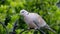 Collared or ring neck Dove.