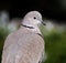 Collared or ring neck dove in urban house garden.