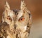Collared scops-owl