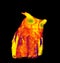 Collared scops-owl Otus bakkamoena in scientific high-tech thermal imager