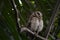 Collared Scops Owls