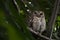 Collared Scops Owls