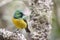 The collared sunbird - Hedydipna collaris