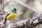 The collared sunbird - Hedydipna collaris
