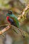 Collared Trogon - Trogon collaris