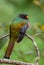 Collared Trogon - Trogon collaris