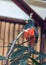 Collared Trogon (Trogon collaris) - Exotic Avian Beauty
