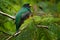 Collared Trogon - Trogon collaris near passerine bird in the trogon family, Trogonidae, warmer parts of the Neotropics, Colombia