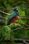 Collared Trogon - Trogon collaris near passerine bird in the trogon family, Trogonidae, warmer parts of the Neotropics, Colombia