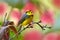 Collared whitestart, Myioborus torquatus, yellow grey red birs in the nature flower habitat. Collared redstart, tropical New World