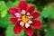 Collarette dahlia Mary Evelyn vivid red bloom with bee. Bokeh