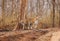 Collarwali tigress with cub