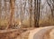 Collarwali tigress with cub