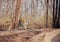 Collarwali tigress in Pench National Park