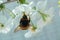 Collect nectar from flowers with hard-working bumblebee