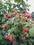 Collect ripe raspberry berries. Raspberry berries on bush